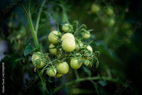 Wallpaper Mural Unreife Tomanten im Selbstversorgergarten Torontodigital.ca