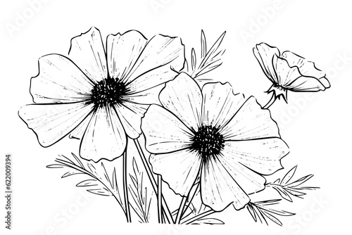 Isolated cosmea vector illustration element. Black and white engraving style ink art.