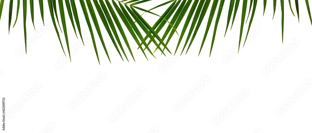 Fototapeta premium Green palm leaves on white transparent background