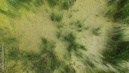 Drone flight over the river and cattail