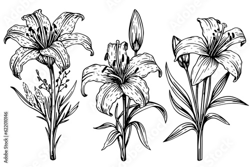 Monochrome black and white bouquet lily isolated on white background. Hand-drawn vector illsutration.