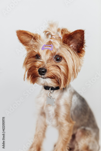 Yorkshire terrier puppy with cute long hair and hairpin sitting on white background