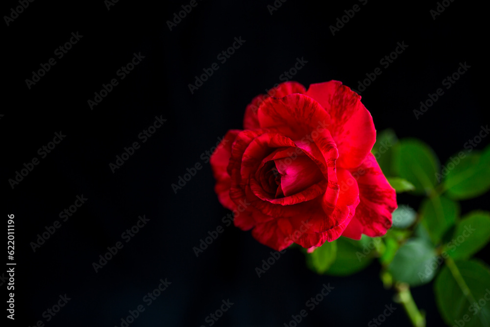 Flowers of beautiful blooming red rose on black background.