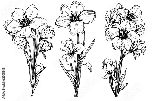 Isolated cosmea vector illustration element. Black and white engraving style ink art.