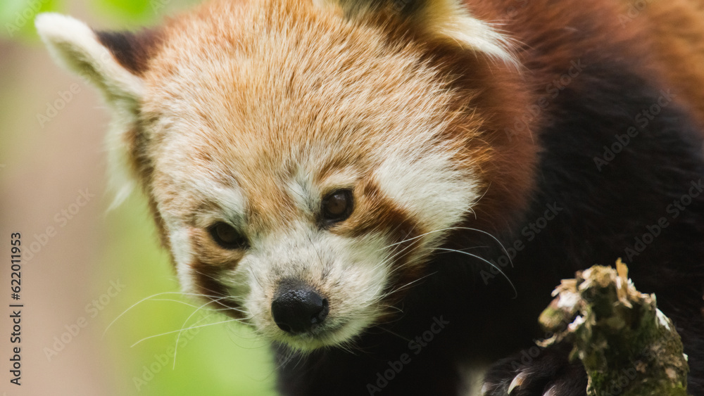 Red Panda Face Red Panda Face