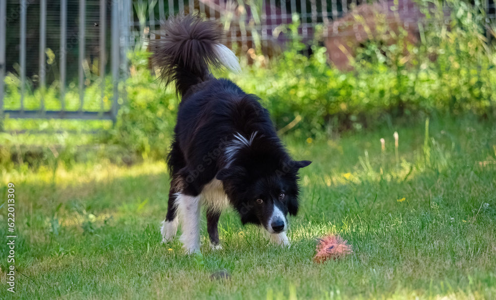 Playing with a older border collie in Jena
