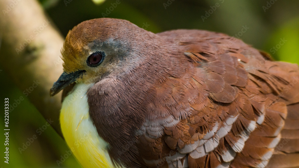 Naklejka premium Zendia Dove Looking