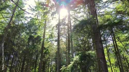 sun shining through the trees