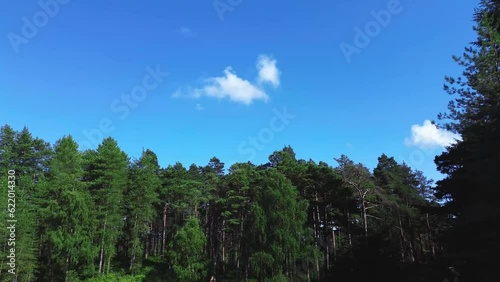 Cloud over the forest