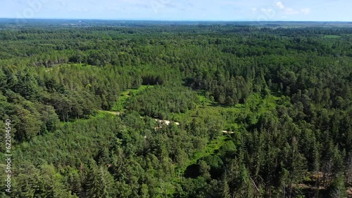 Midday over the Forest 