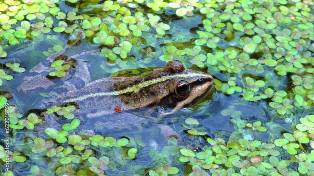 The marsh frog (Pelophylax ridibundus), frog in water among duckweed The marsh frog (Pelophylax ridibundus), frog in water among duckweed