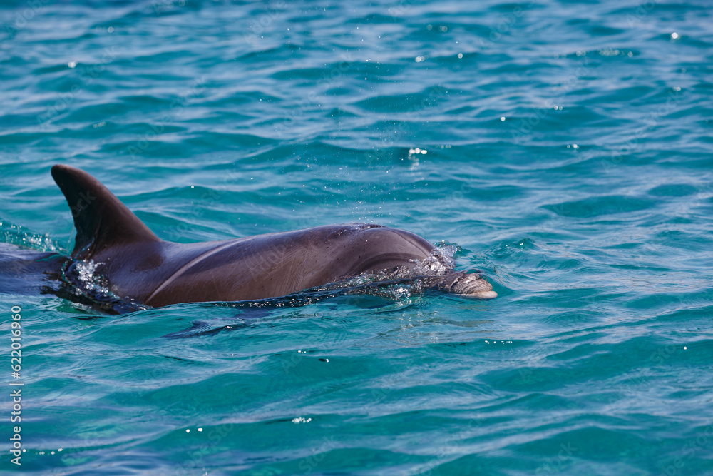 Fototapeta premium Dark gray dolphin on the surf swimming, resting in the open sea over the coral reef, selective focus, Israel. Beautiful bottlenose dolphins jumping out of Red sea with clear blue water on sunny day.