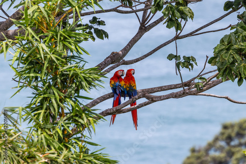 Schilderij op canvas Scarlet Macaws at Manuel Antonio Costa Rica