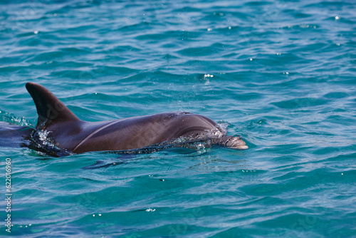 Dark gray dolphin on the surf swimming, resting in the open sea over the coral reef, selective focus, Israel. Beautiful bottlenose dolphins jumping out of Red sea with clear blue water on sunny day.