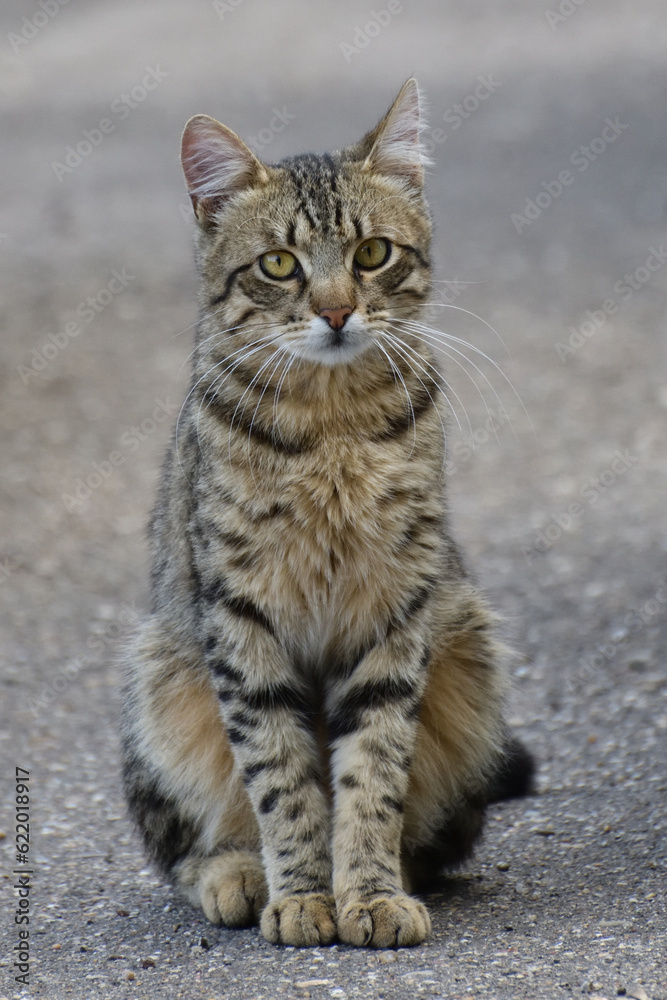 striped young cat sits on the pavement on a gray background striped young cat sits on the pavement on a gray background