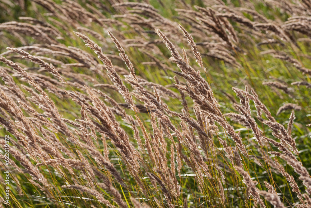 Close up of reedbed Close up of reedbed