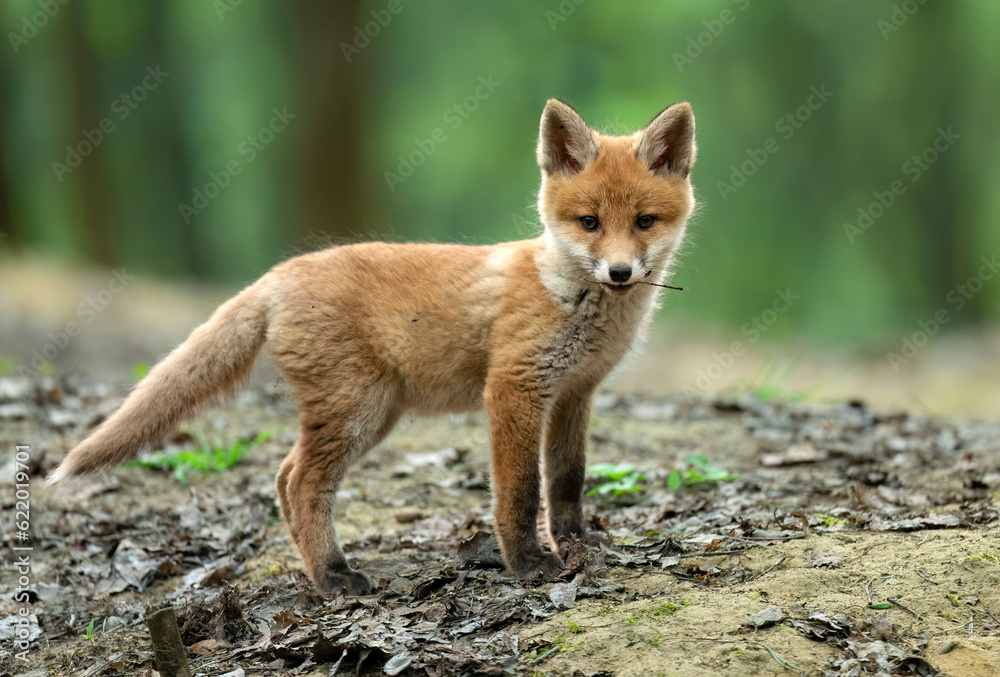 Cute young red fox in the forest ( Vulpes vulpes )