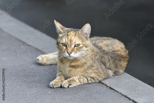 Adult beige cat lies on the sidewalk