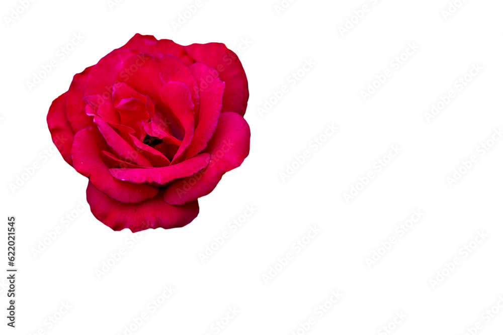 rose on white background isolated red blossom rose on white background isolated red blossom
