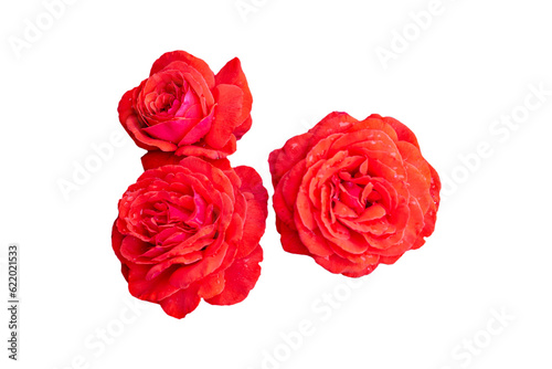 rose on white background isolated red blossom