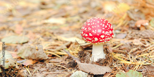 Tableau sur toile Fly agaric mushroom in the fall forest