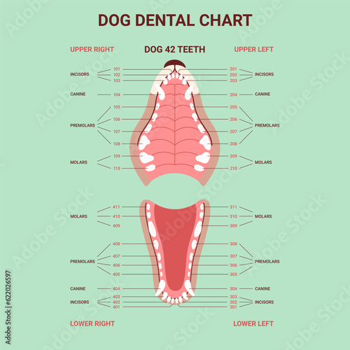 Dog dental anatomy teeth chart. Canine jaw infographic. Dentistry veterinary. Vector illustration cartoon style for vet clinic, healthcare, education