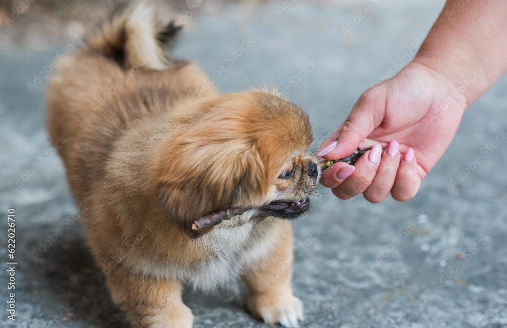 Tiny puppy biting wood stick outdoor scene, pet behavior concept Tiny puppy biting wood stick outdoor scene, pet behavior concept