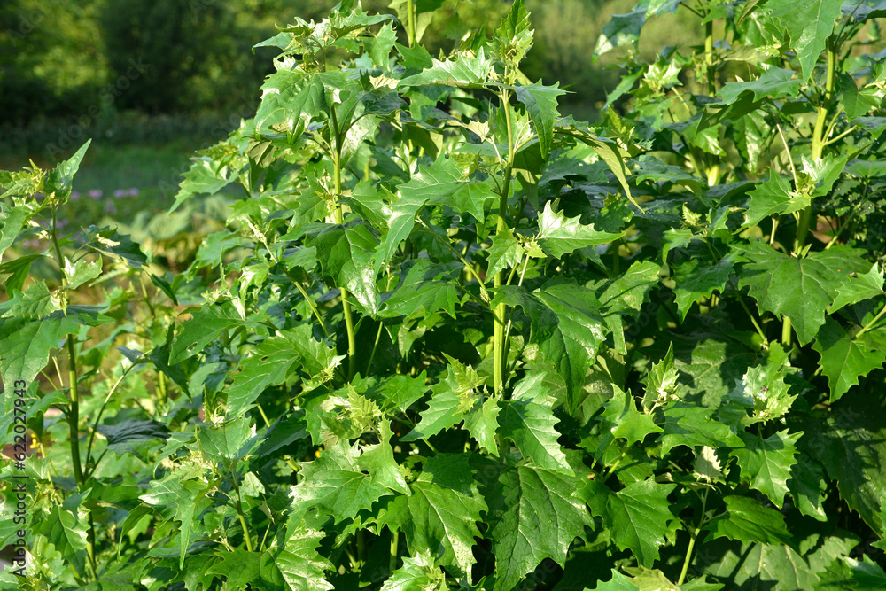 Atriplex hortensis, orache, used as a leaf vegetable in salads . Atriplex hortensis, orache, used as a leaf vegetable in salads .