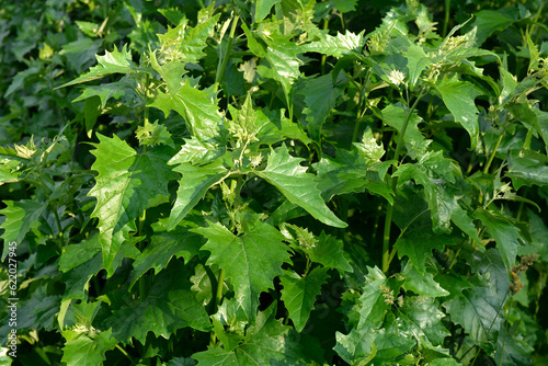 Atriplex hortensis, orache, used as a leaf vegetable in salads .