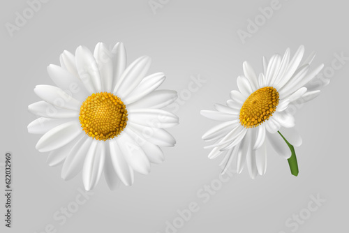 Two chamomile flowers on a light background. Realistic illustration of chamomile flowers. Vector