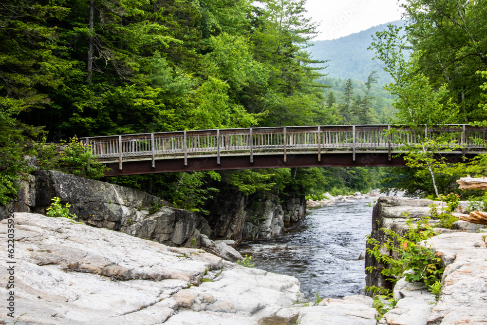 bridge in the forest