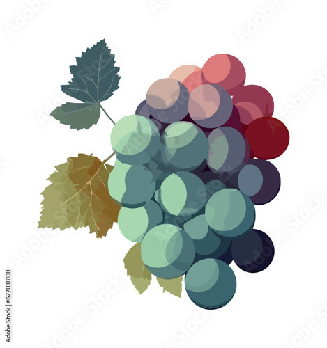 fresh oragnic grapes, fruits nature
