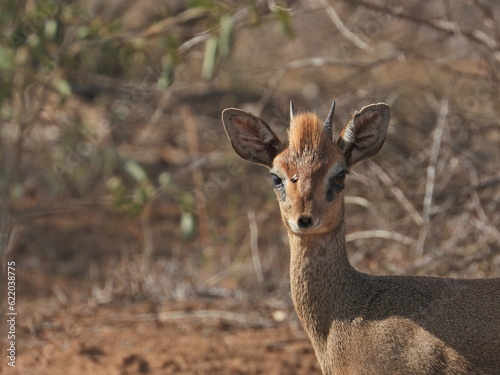 Fototapeta Naklejka Na Ścianę i Meble -  Diddik. Afryka, Tsavo. 2023