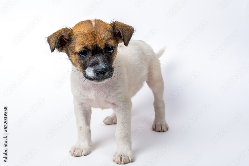 a Jack Russell terrier puppy stands on a white background