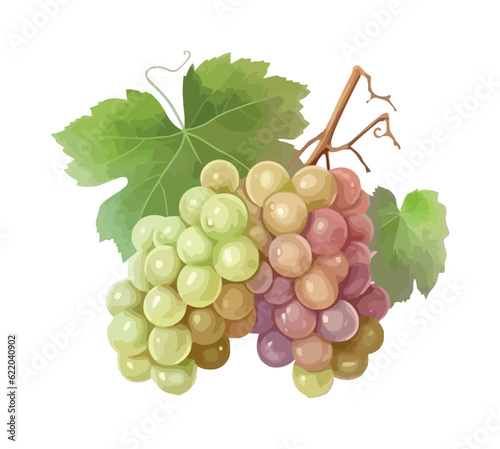 Juicy grape bunches ripe for winemaking