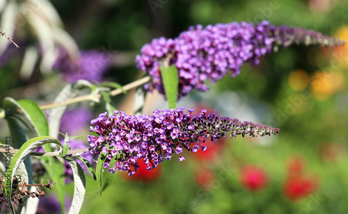 Buddleja davidii is blooming in the garden