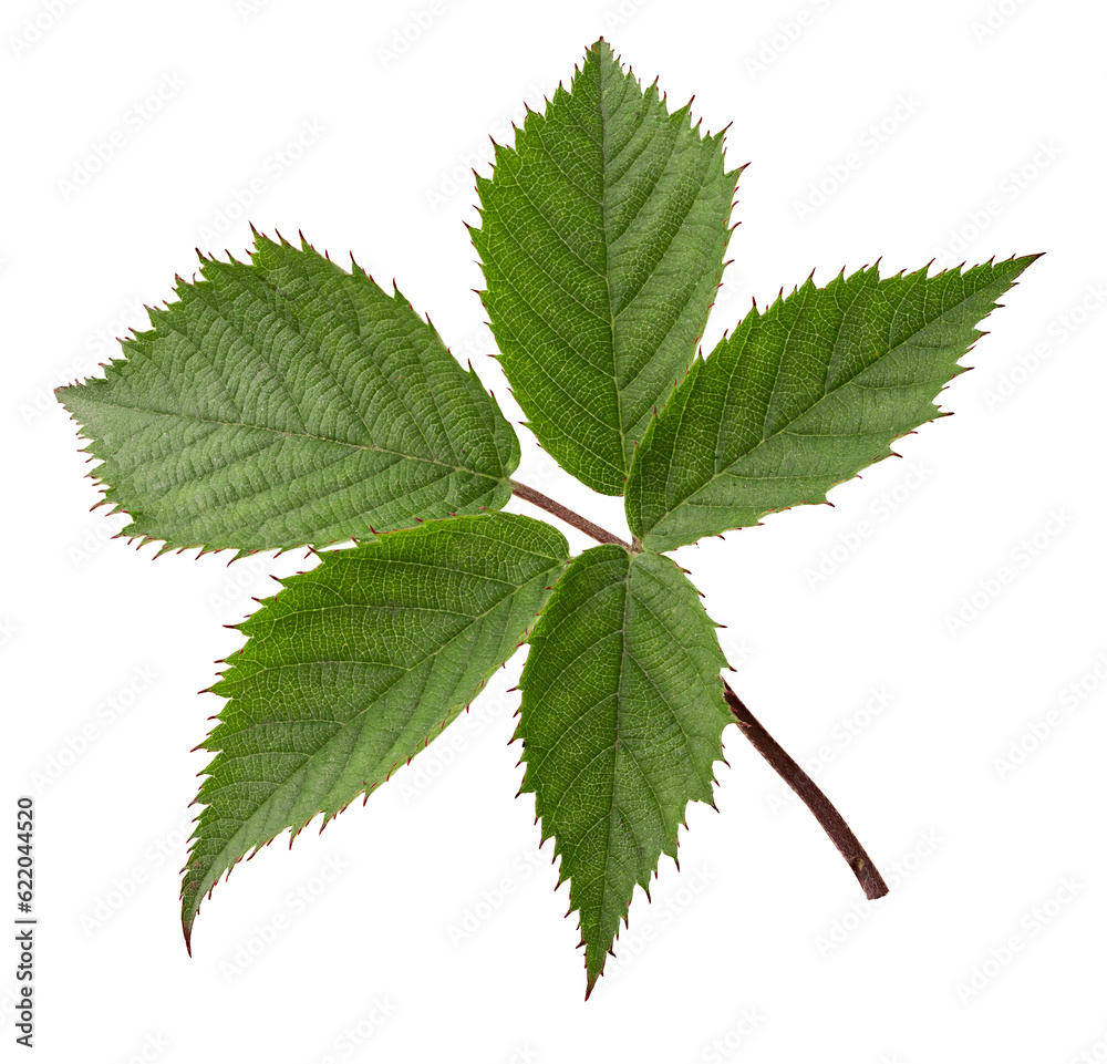 blackberry green leaf