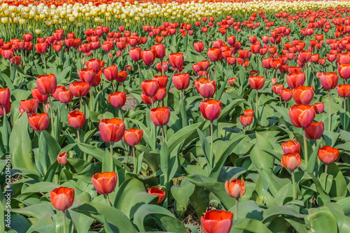 The red tulips are in full bloom. A typical Dutch product.