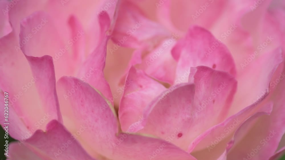 amazing pink-apricot aromatic rose blossom background. macro footage. amazing pink-apricot aromatic rose blossom background. macro footage.