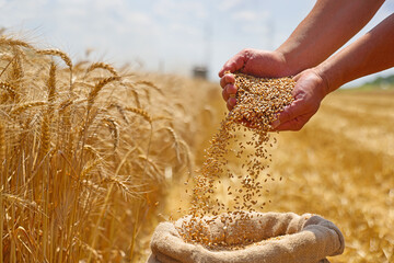 Wheat grain in a hand after good harvest of successful farmer in a background agricultural machinery combine harvester working on the field