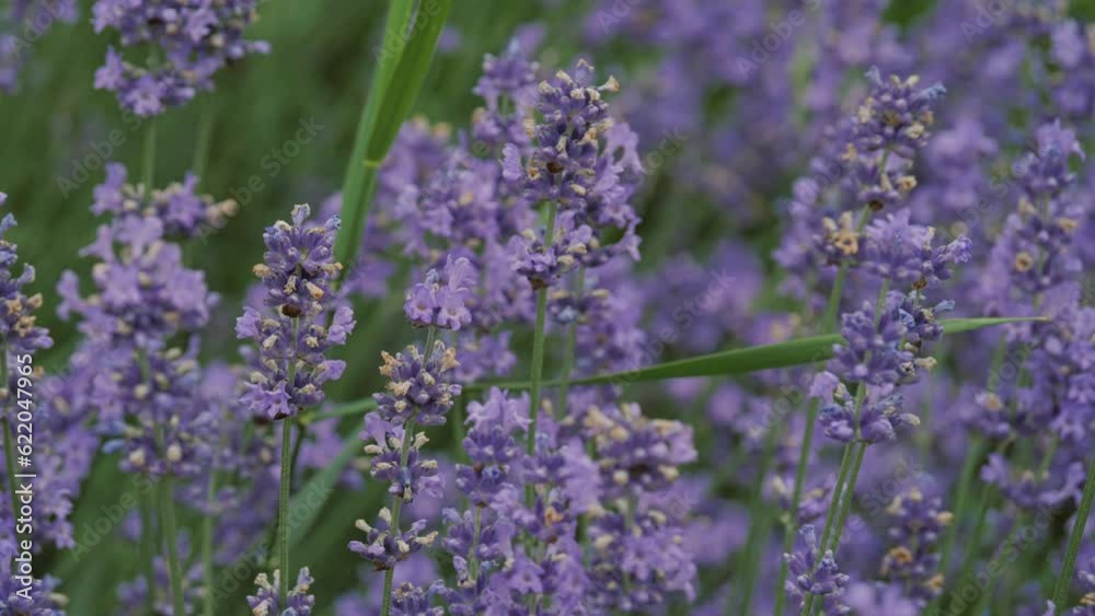 Lavender. Purple flowers. Lavender fields. Provence. Blooming lavender in a field. Lavender. Purple flowers. Lavender fields. Provence. Blooming lavender in a field.