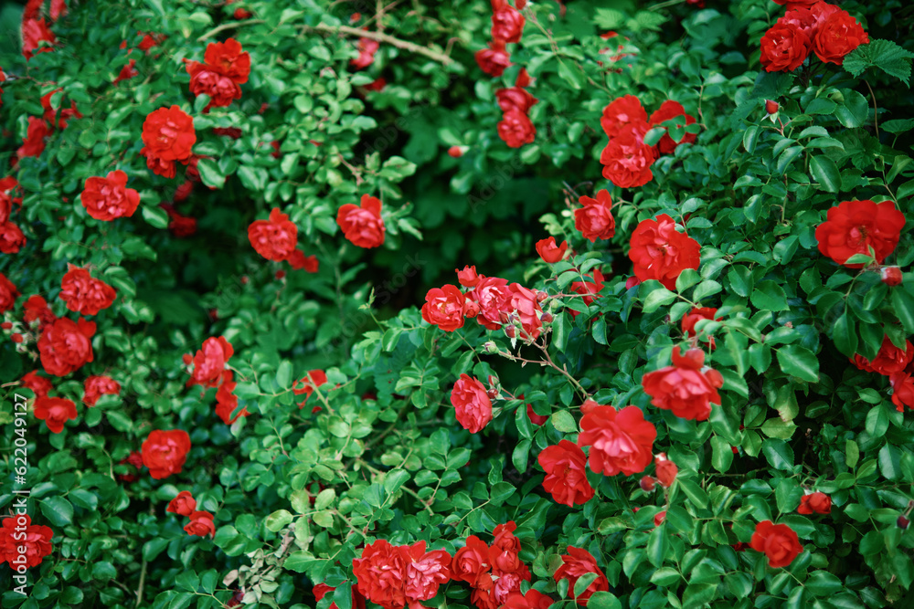 Bushes of blooming bright red roses in the garden. Bushes of blooming bright red roses in the garden.