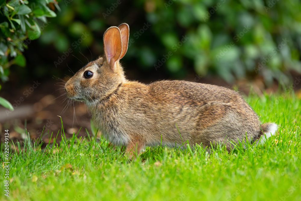 Fototapeta premium Cute bunny is sitting on the lawn in the backyard in summer day.