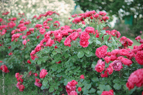 Fototapeta Naklejka Na Ścianę i Meble -  Bushes of blooming bright pink roses in the garden.