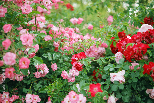 Bushes of blooming roses and red roses in the garden.