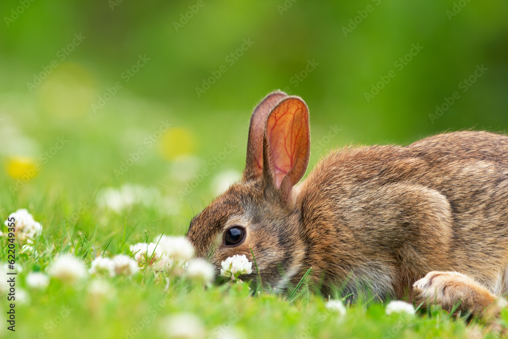 Fototapeta premium European rabbit is sitting on the green grass and eating clover.