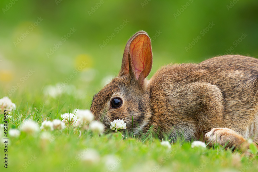Fototapeta premium European rabbit is sitting on the green grass and eating clover.