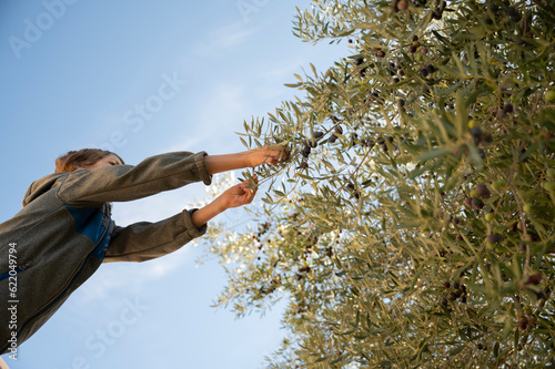  child reaching to pick ripe olive fruits from olive tree