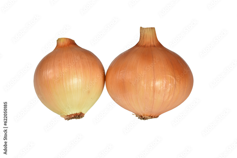 Two onions with golden skin.