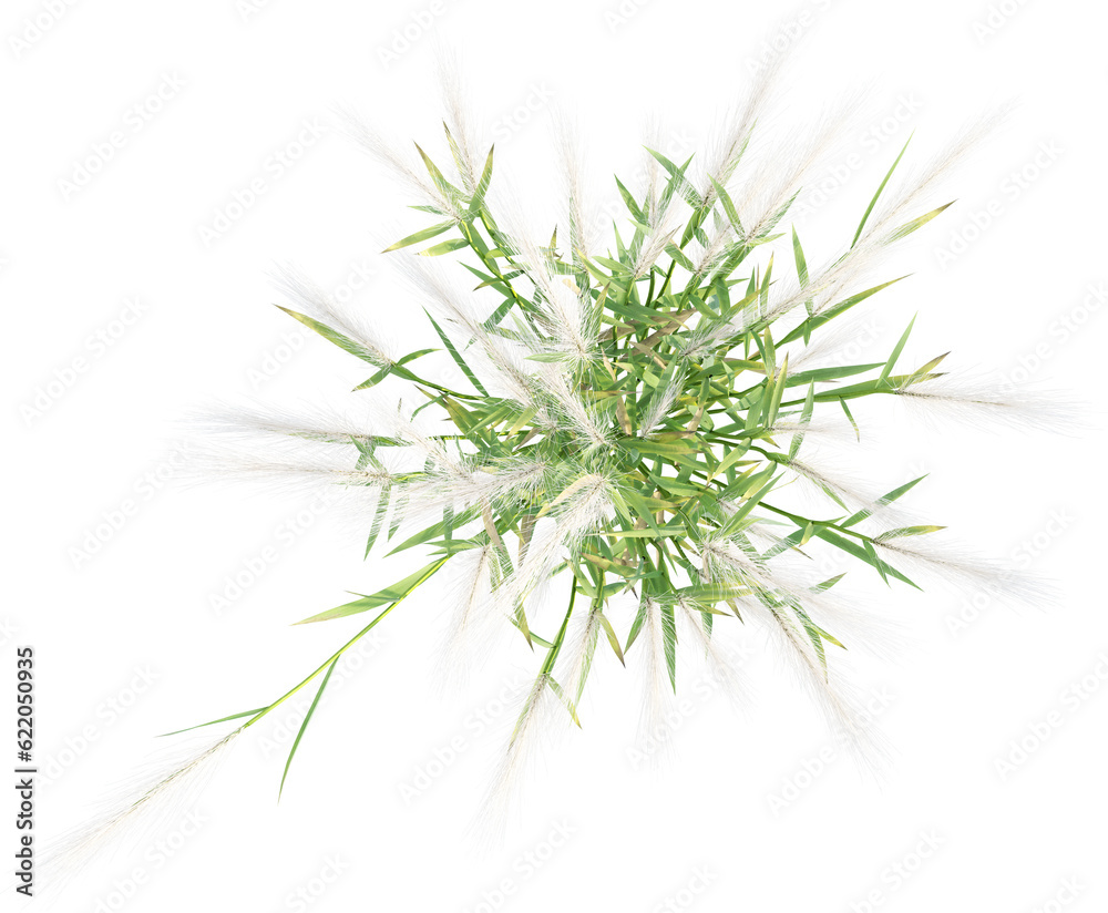 Fototapeta premium Top view of wild grass
